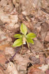 Large whorled pogonia